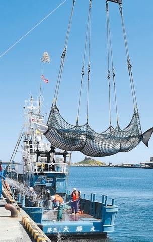 在日本八户市第一鱼市附近被抬出水面的小须鲸。(日本“河北新报”)