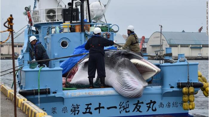 被捕获的小须鲸 图源：CNN