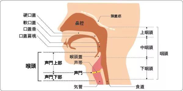 咽喉部位图 位置图图片