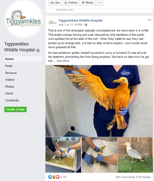 Tiggywinkles野生动物医院脸书截图