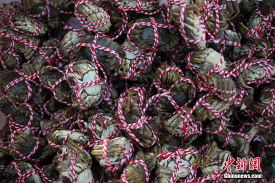 资料图片：一只只张牙舞爪的大闸蟹被捆起来后变得“服服帖帖”。中新社记者 泱波 摄