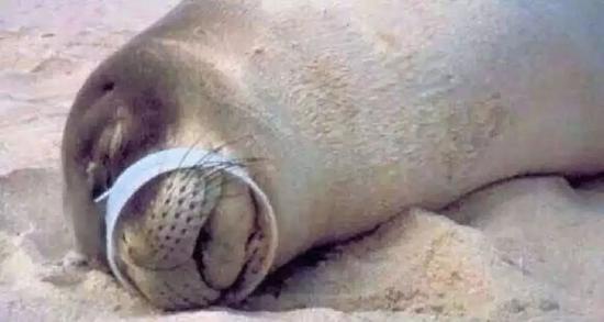 被塑料袋缠住窒息的小海狮，