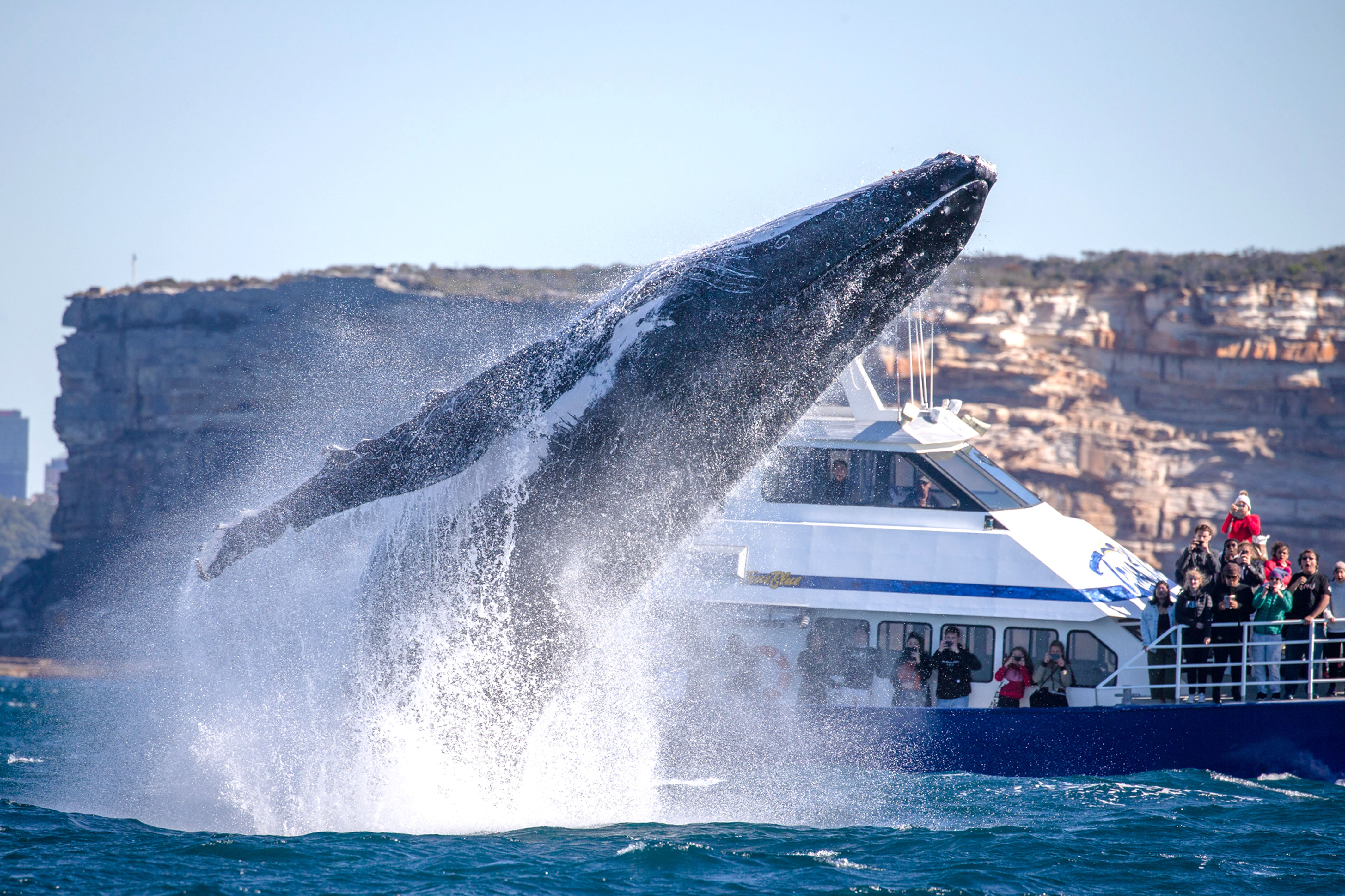 4 悉尼港湾30吨座头鲸跃出海面 游客近距离领略翻江倒海