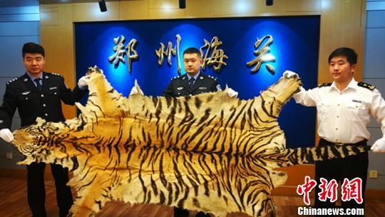 郑州海关缉私部门查扣的走私孟加拉虎皮。 郑州海关 摄