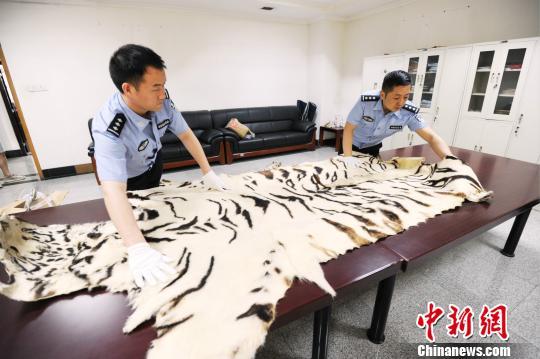 郑州海关缉私部门查扣的走私孟加拉虎皮。 郑州海关 摄