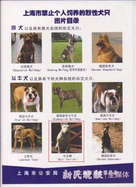 禁养烈犬咬伤居民 半年多仍逍遥法外