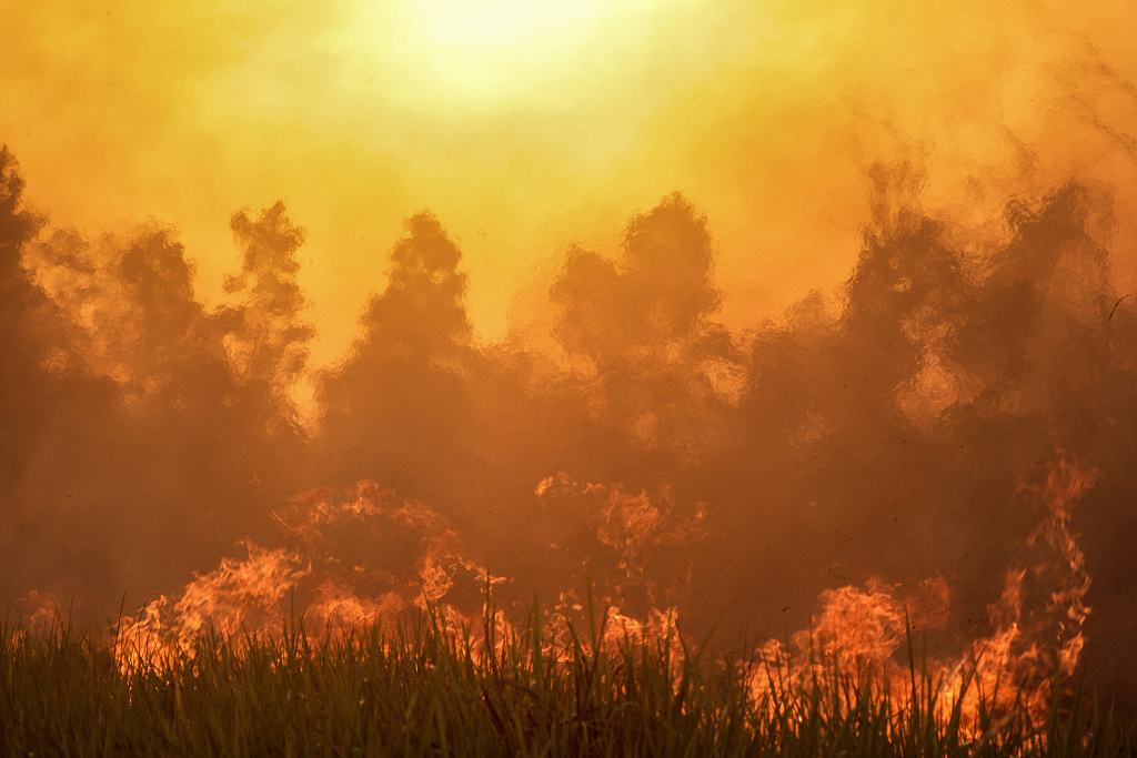 14 印尼廖内发生森林火灾 约10公顷土地受到影响