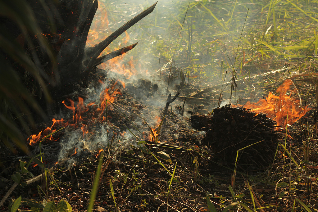 14 印尼廖内发生森林火灾 约10公顷土地受到影响