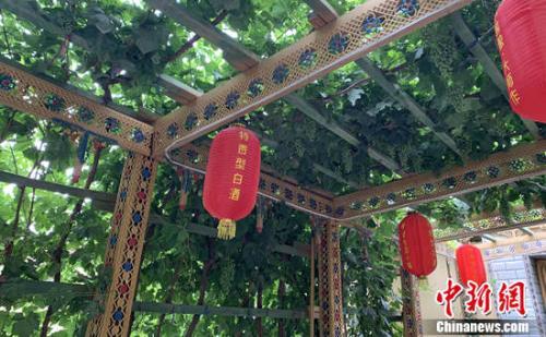 美丽乡村养成记 葡萄架下农家乐杏花林里畅快游