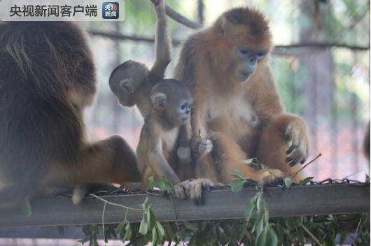 天然庇护所 秦岭金丝猴种群在扩大