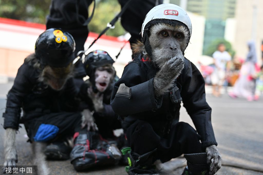 印尼街头现猴子摇滚乐队  小猴迷你朋克装出街表演