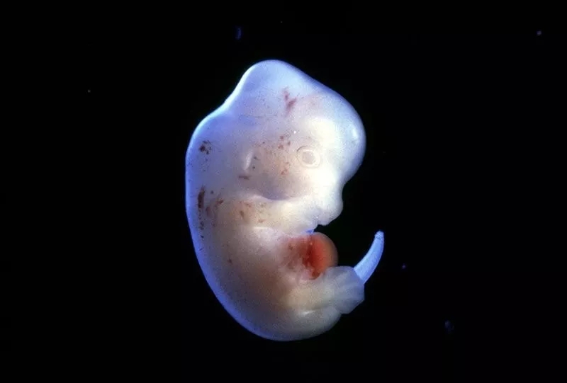 日本科学家计划将人体细胞插入大鼠胚胎。图源：《自然》网站