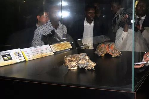 乍得国家博物馆展出的图迈头骨复制品。新华社记者乔本孝摄