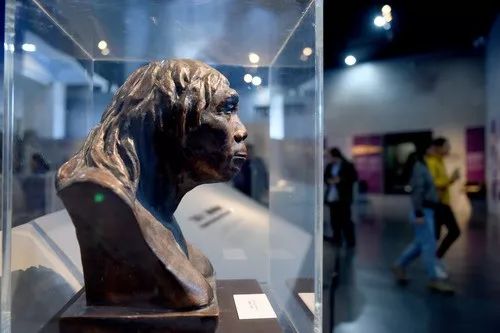 周口店北京人遗址博物馆展出的“北京人”复原像。新华社记者罗晓光摄