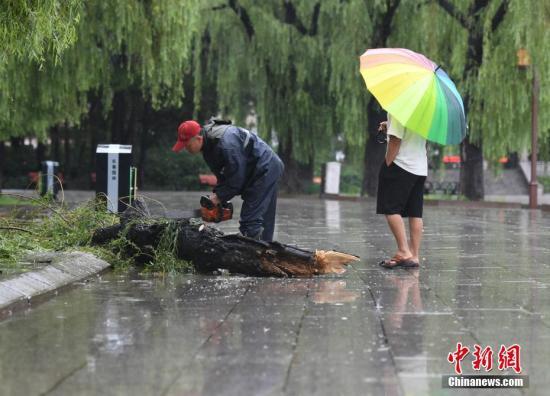 8月14日，吉林长春，市政人员清理被风吹倒的大树。中新社记者 张瑶 摄