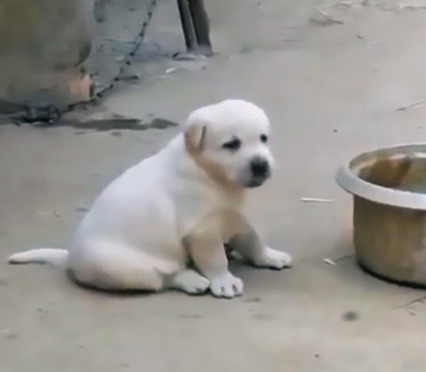 狗狗听到公鸡打鸣开始模仿起来