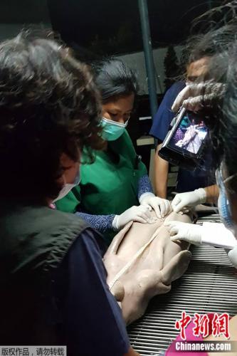 兽医们正在对儒艮宝宝进行尸检。