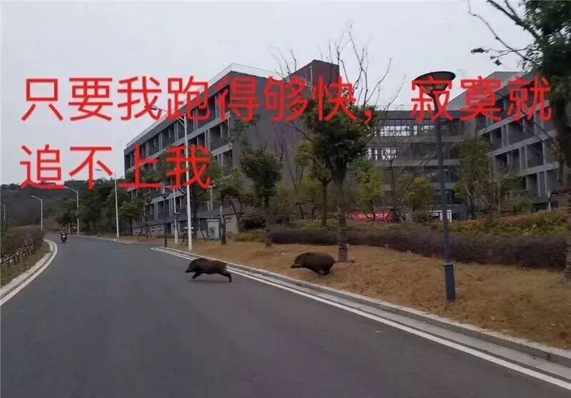 2017年12月，两只野猪出现在南京大学校园中