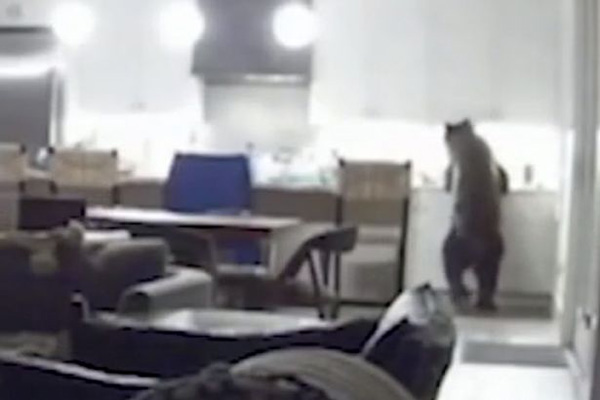 这只野熊为觅食半夜闯入民居