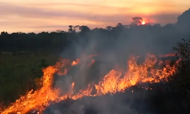 (大面积热带雨林正在燃烧。图源：《卫报》、路透社)