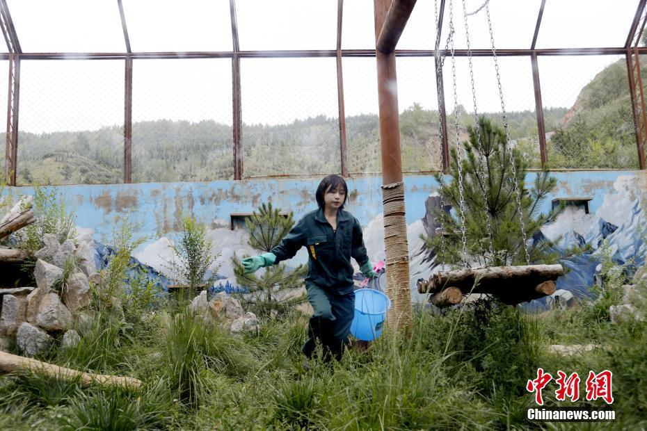 青藏高原野生動物園90後雪豹女飼養員