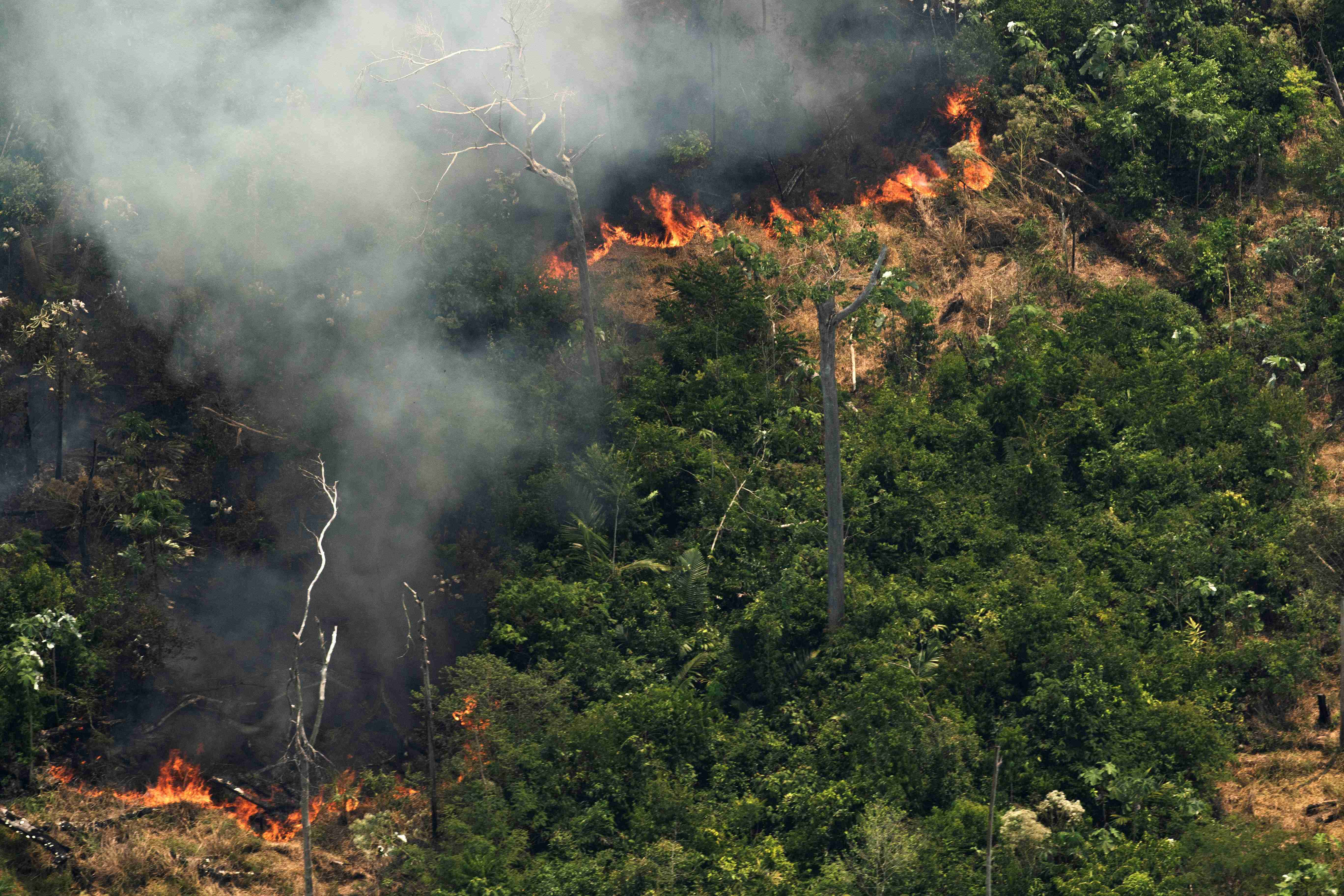 火灾持续三周亚马逊雨林满目疮痍