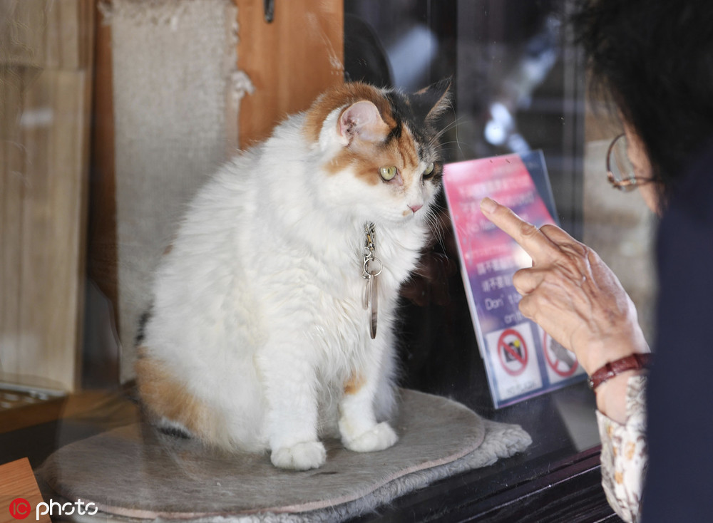 第二代猫咪站长Nitama是一只三色猫。(图片来源：东方IC)