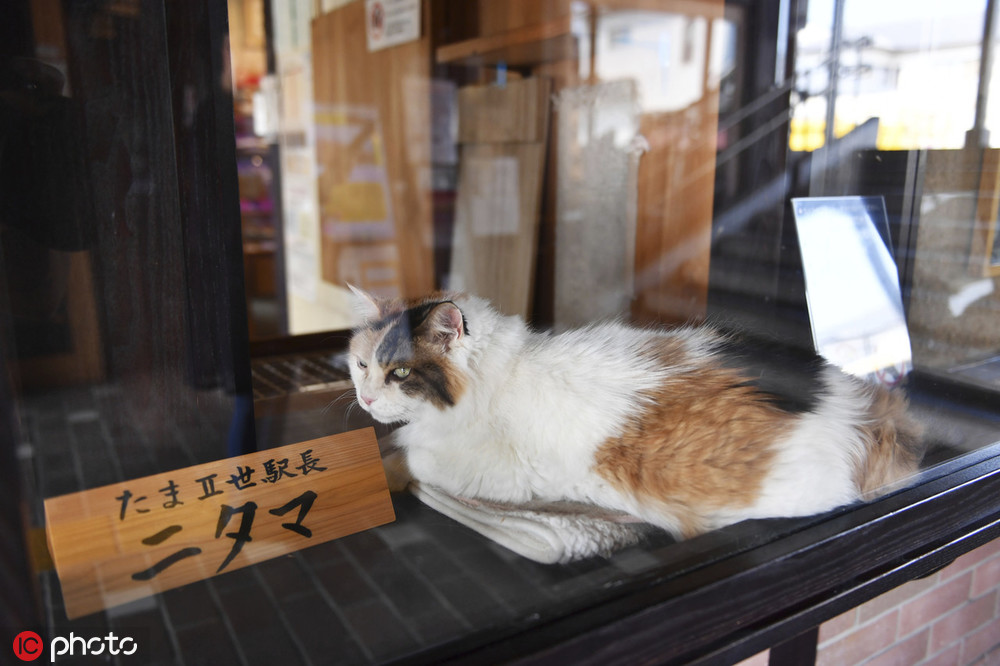 第二代猫咪站长Nitama是一只三色猫。(图片来源：东方IC)