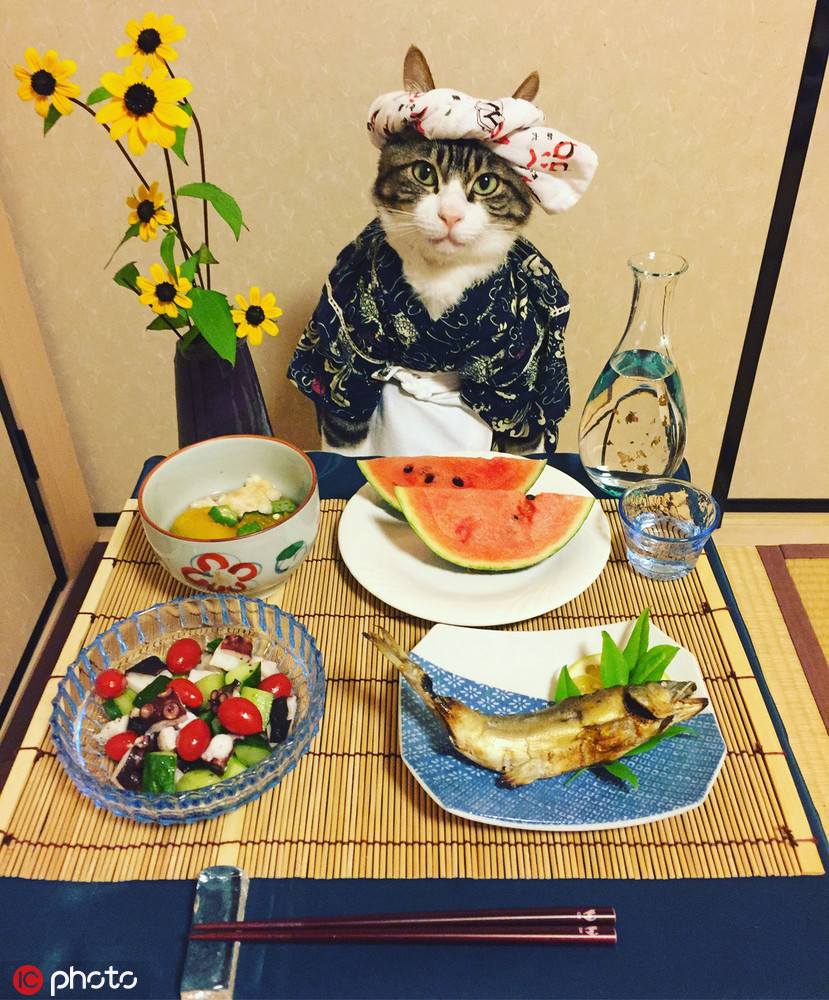 主人Rie Matsu给猫咪Maro穿上各种服装， Maro能轻松cosplay各种角色，像是厨师、老奶奶和忍者等，并十分淡定的坐在摆满美食的餐桌前，即便是美味的寿司、生鱼片等美食都无法影响它，Maro总是能认真地看着镜头，让主人随意拍照。(图片来源：东方IC)