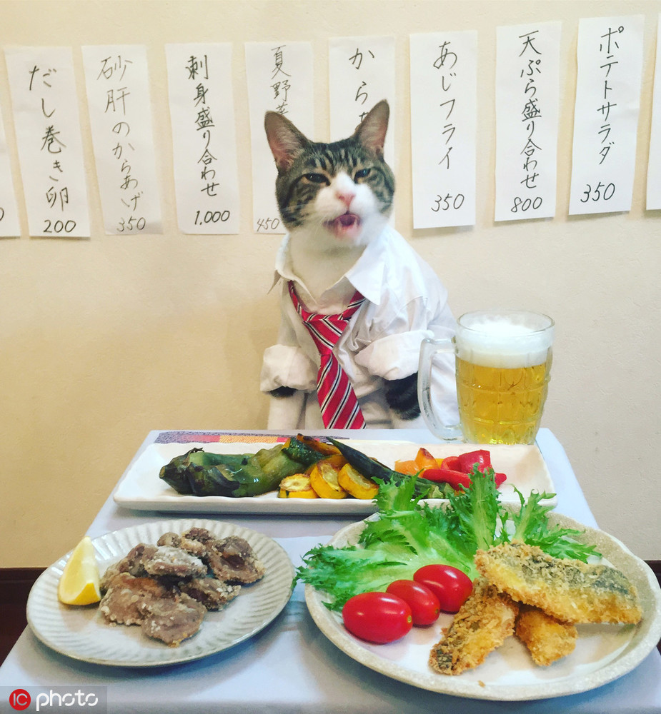 主人Rie Matsu给猫咪Maro穿上各种服装， Maro能轻松cosplay各种角色，像是厨师、老奶奶和忍者等，并十分淡定的坐在摆满美食的餐桌前，即便是美味的寿司、生鱼片等美食都无法影响它，Maro总是能认真地看着镜头，让主人随意拍照。(图片来源：东方IC)