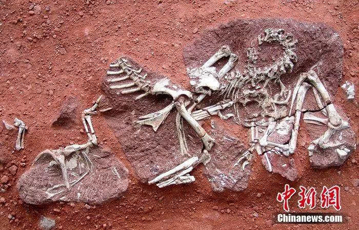 0厘米,是6500万年前中生代白垩纪黄氏河源龙骨骼化石,共有三具个体