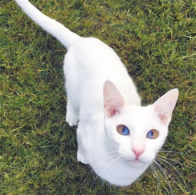 天生异瞳 猫咪眼睛分成蓝黄两色