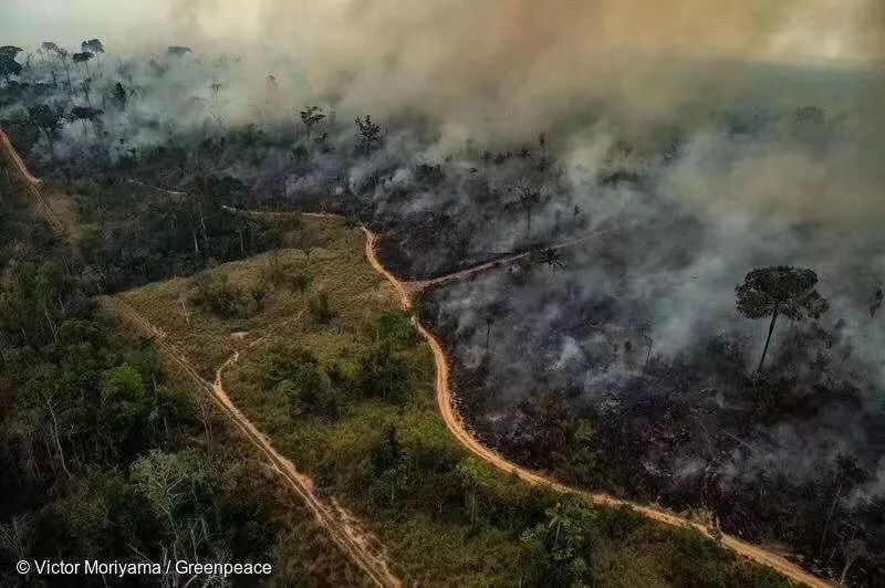 亚马孙雨林之殇痛惜之外更需要反思