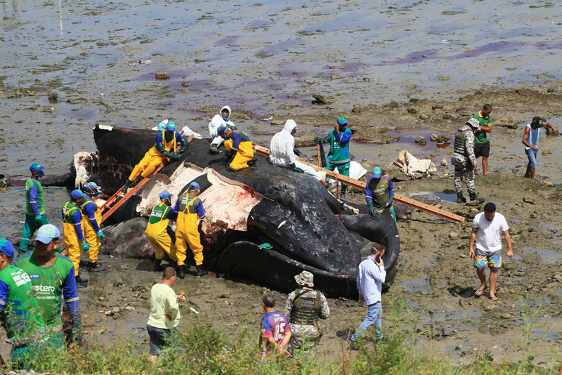 巴西一巨型座头鲸搁浅海滩死亡民众围观拍照