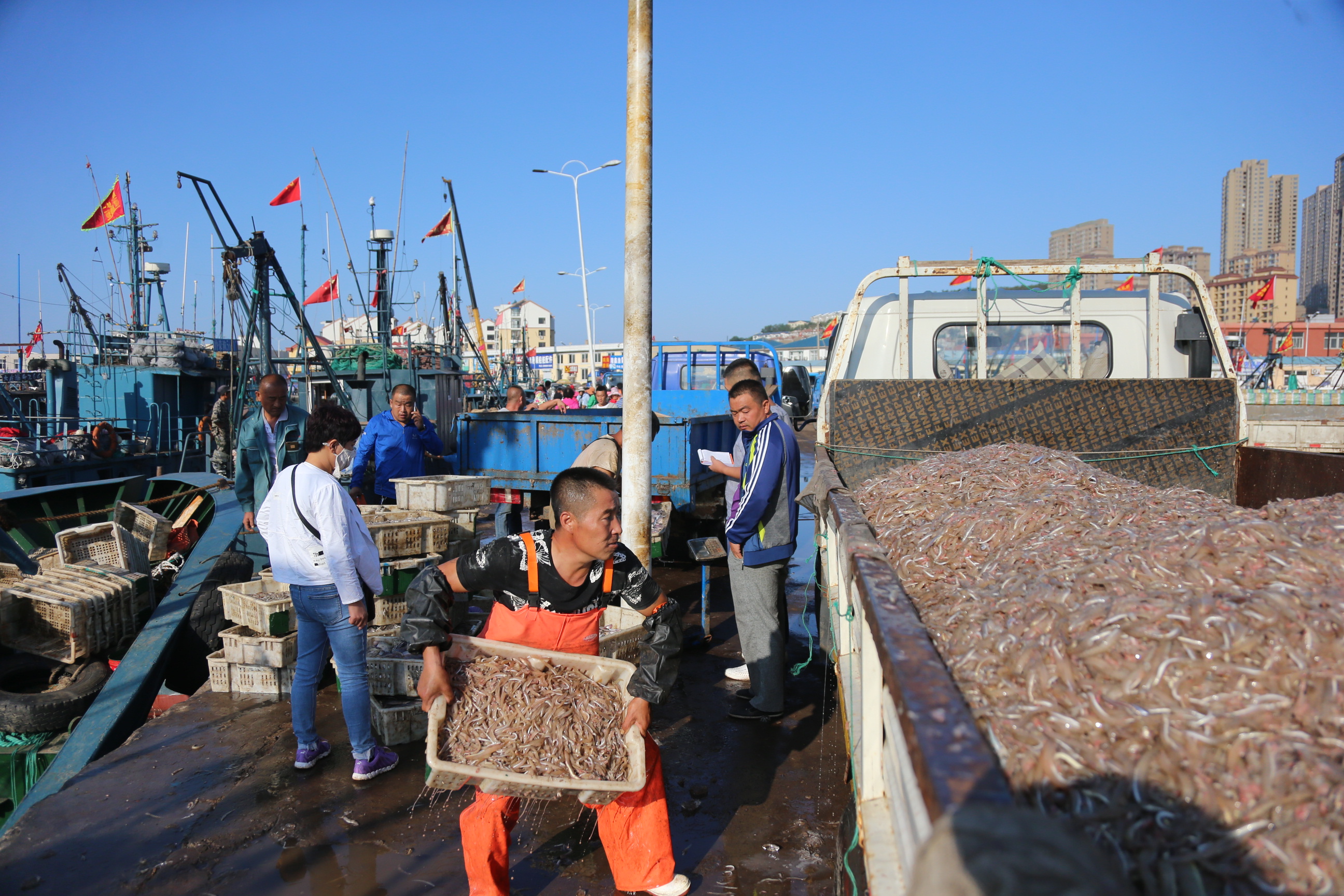 开海!大连市2万艘渔船竞相离港带来第一网鱼