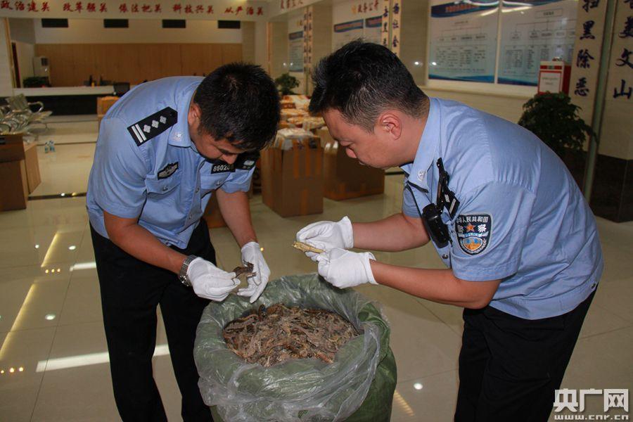 中越边境查获走私濒危动物制品海马干(央广网发 海关部门供图)