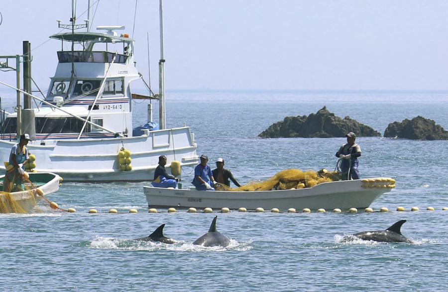 太地町渔业协会所属渔船在捕猎灰海豚（共同社）