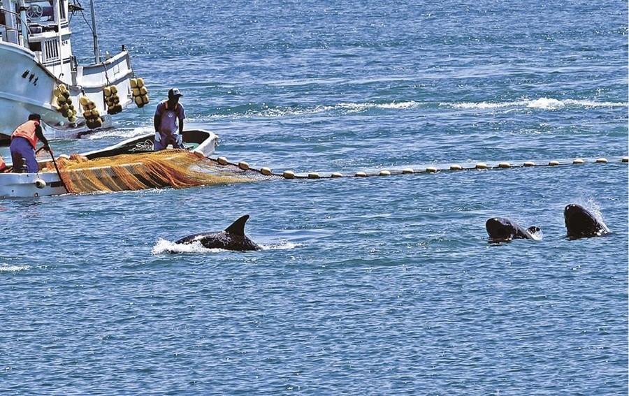 太地町渔业协会所属渔船在捕猎灰海豚（日本《纪伊民报》）
