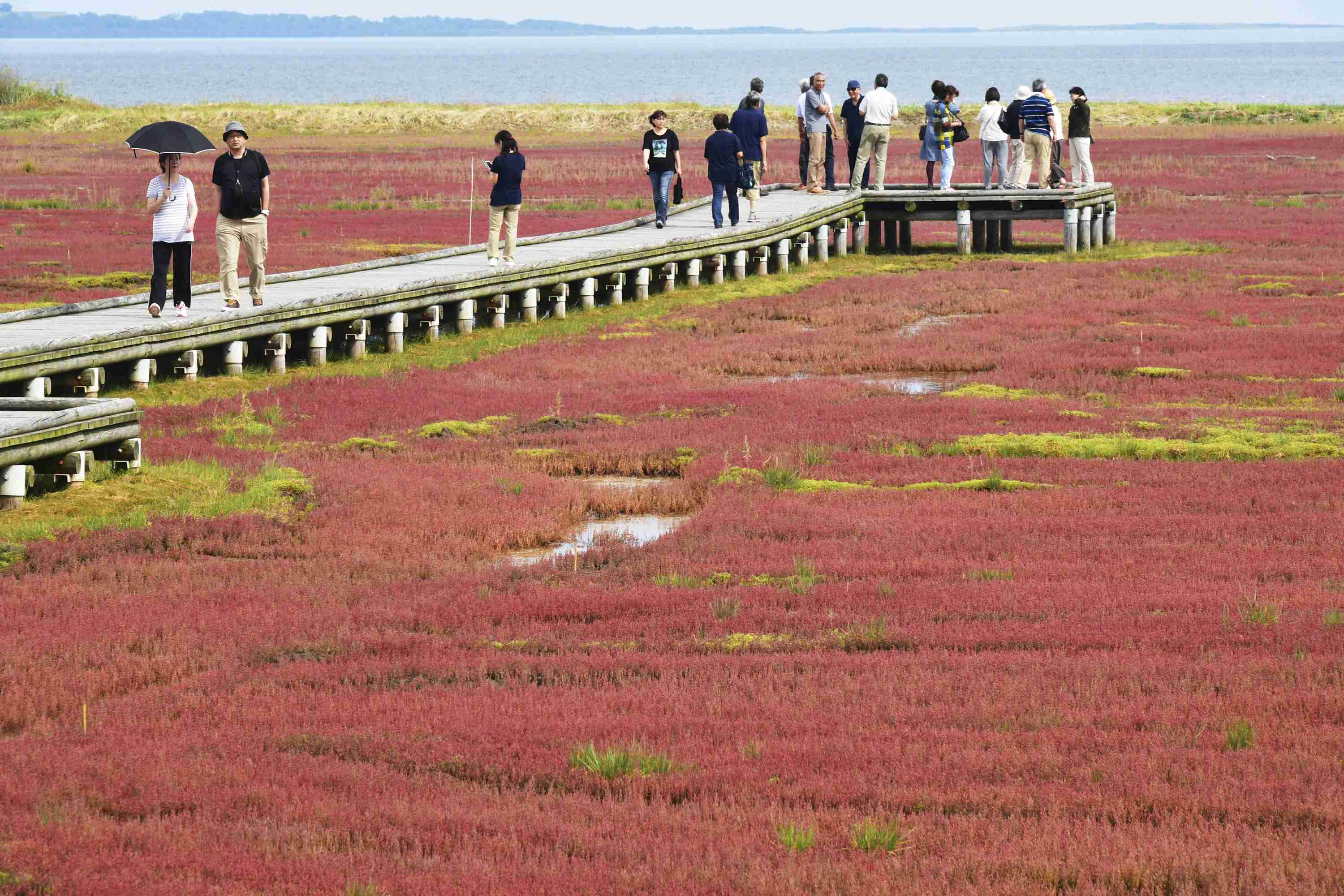 来日本北海道看红珊瑚草感受秋天的颜色