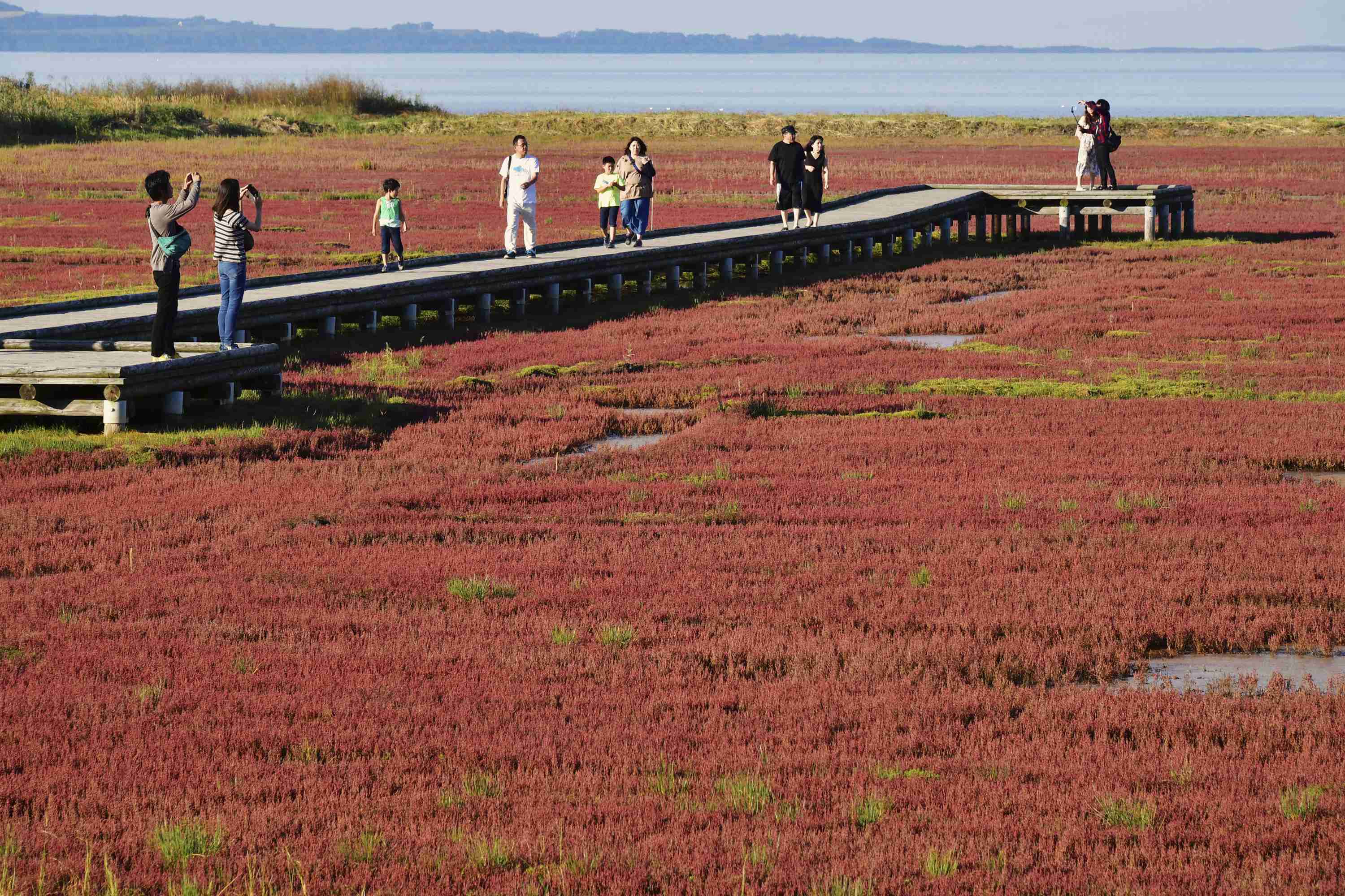 来日本北海道看红珊瑚草感受秋天的颜色