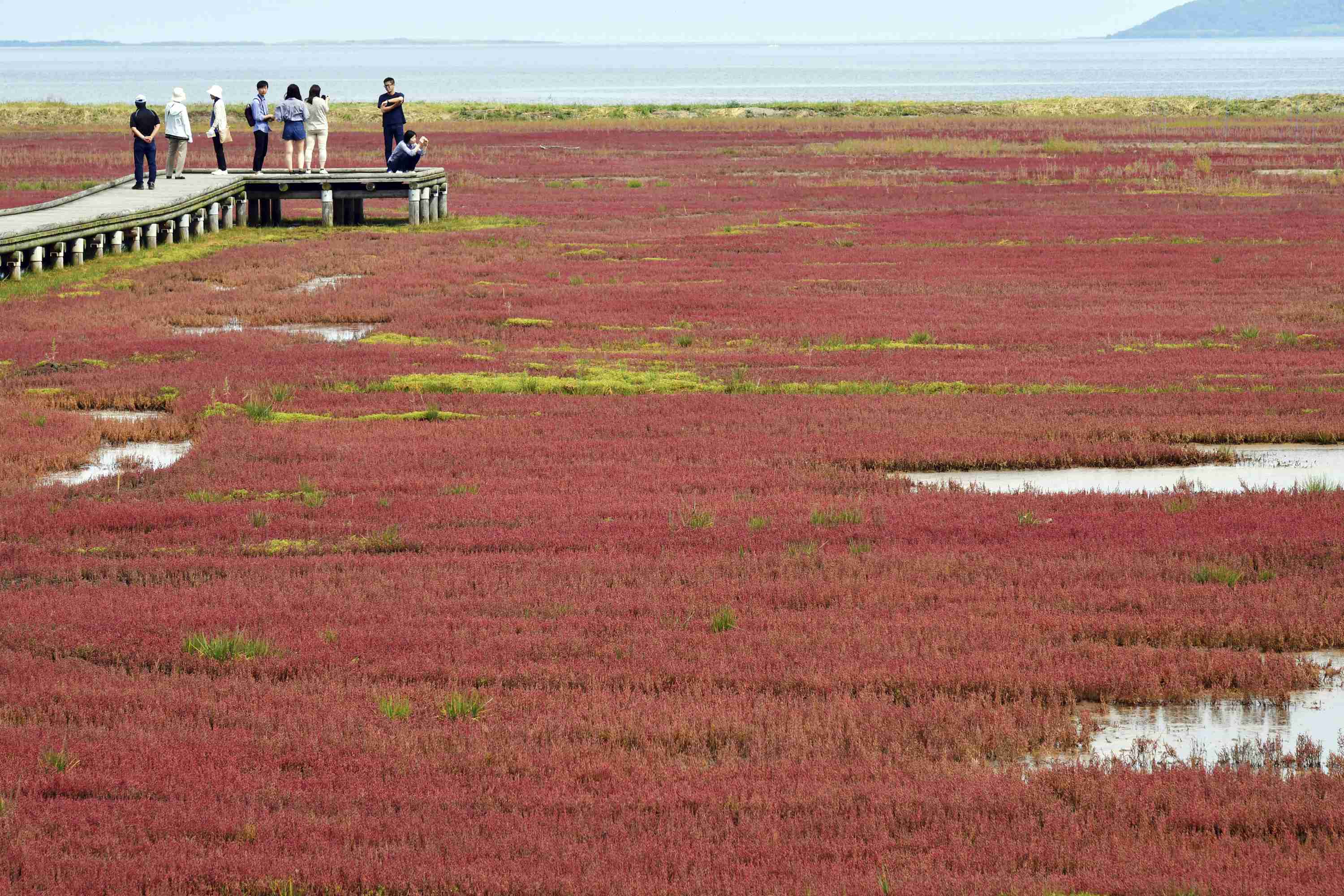 来日本北海道看红珊瑚草感受秋天的颜色