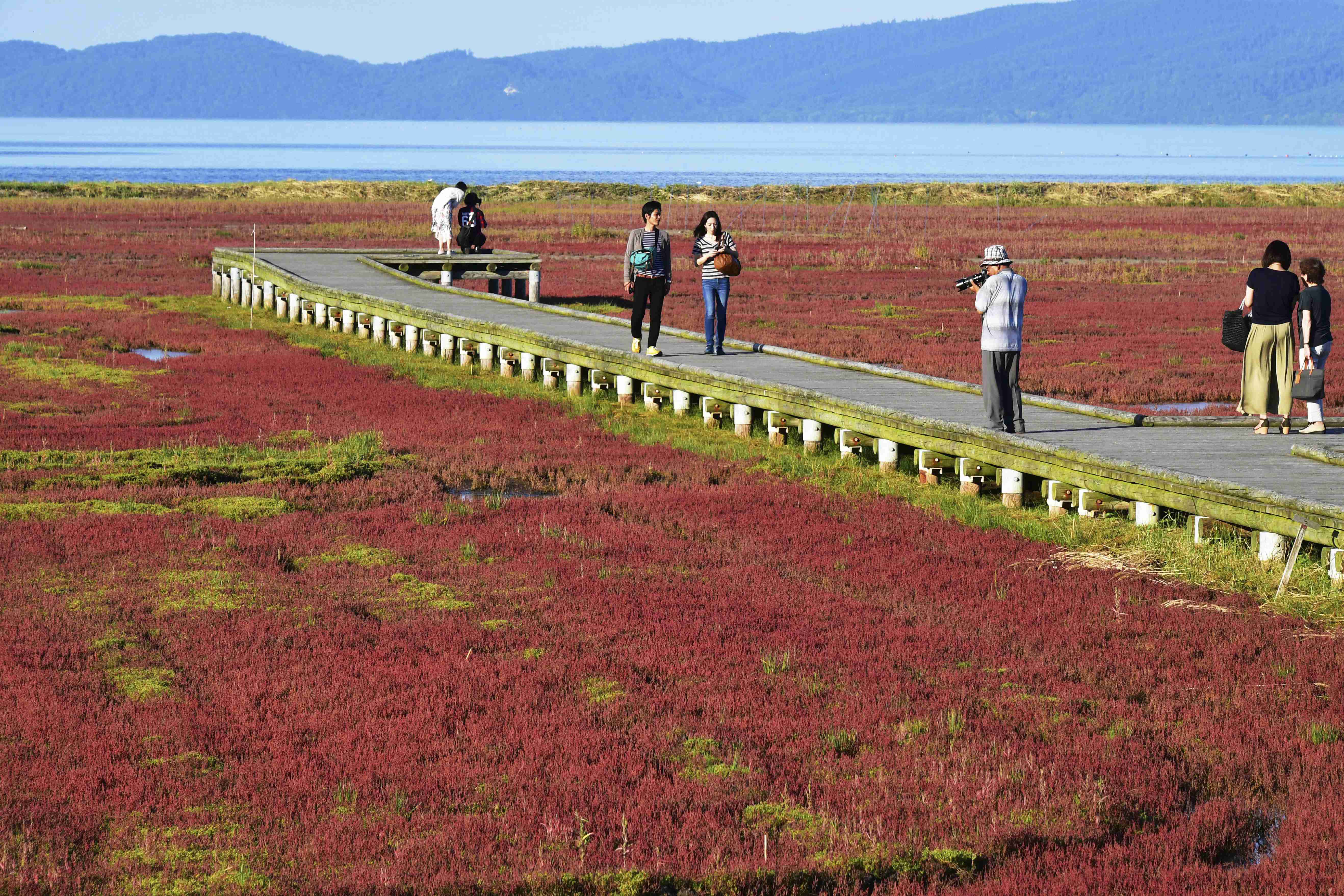 来日本北海道看红珊瑚草感受秋天的颜色