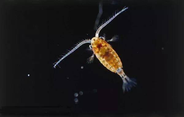 剑水蚤雄体图片