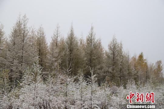 降雪让漠河山上的树木披上了白纱。 王景阳 摄