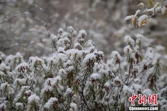 松树松针上挂满了雪球。 王景阳 摄