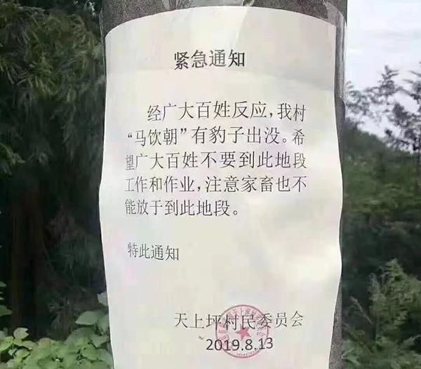 村委会紧急通知“豹出没”，湖北来凤林业局：连日蹲守未发现