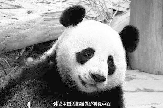 大熊猫“创创”。 中国大熊猫保护研究中心供图