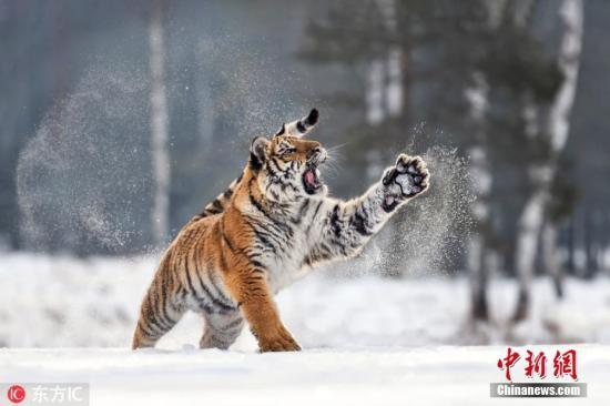 资料图：自由在雪中玩耍的老虎。图片来源：东方IC 版权作品 请勿转载