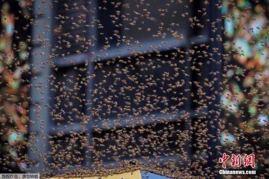资料图片：蜜蜂蜂群。