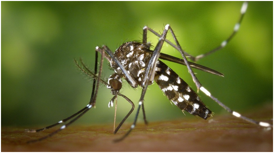 蚊子会传播多种疾病 图源：Pexels